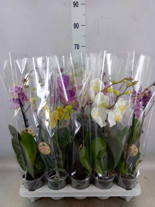 <h4>Phalaenopsis   ...mix  7</h4>