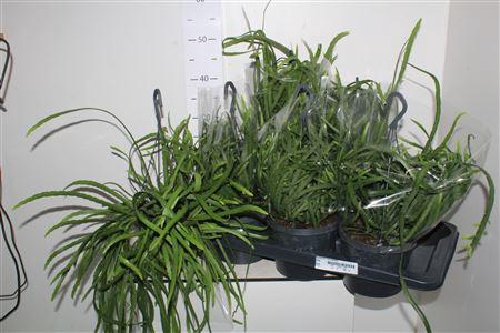 <h4>Lepismium Bolivianum</h4>