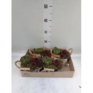 Arr.  Sempervivum L%