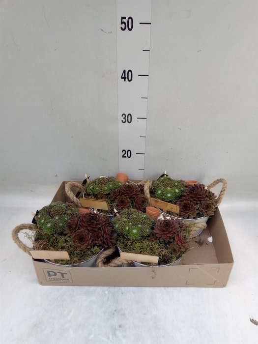 <h4>Arr. Sempervivum L%</h4>