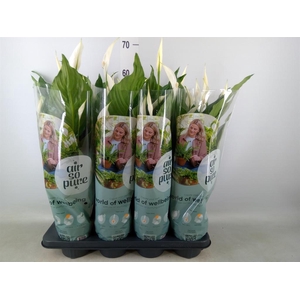 Spathiphyllum  'Sweet Ricardo'