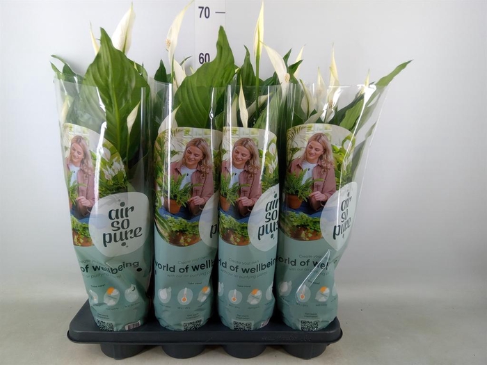 <h4>Spathiphyllum  'Sweet Ricardo'</h4>