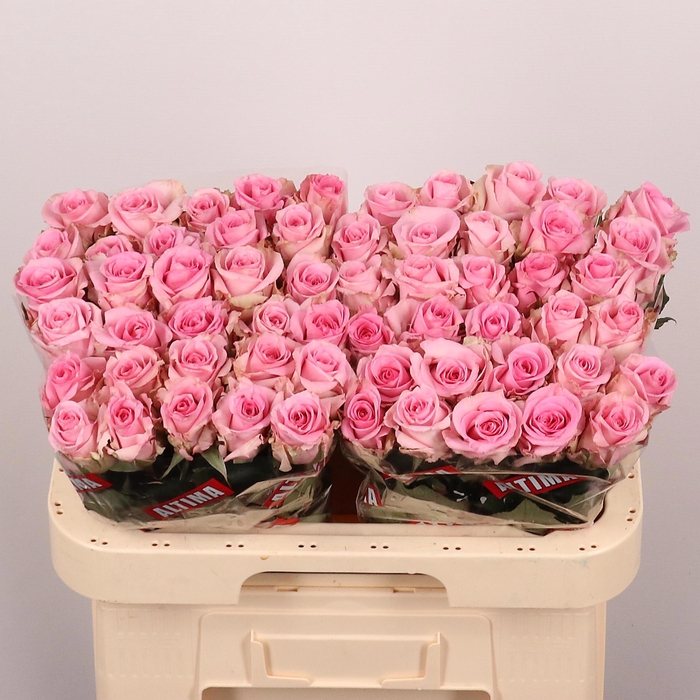 <h4>R GR JESSIKA</h4>