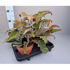 Kalanchoe NF beharensis