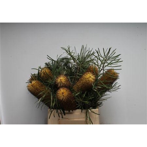 Banksia Spinulosa