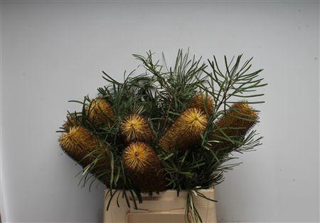 <h4>Banksia Spinulosa</h4>