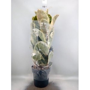 Ficus elastica 'Tineke'