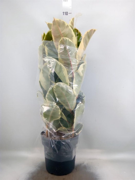 <h4>Ficus elastica 'Tineke'</h4>