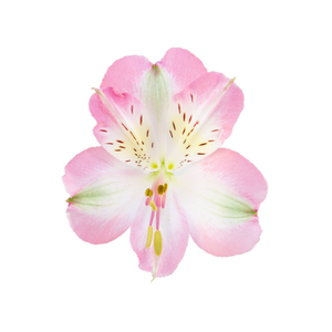 ALSTROEMERIA KUROSAWA 080 CM