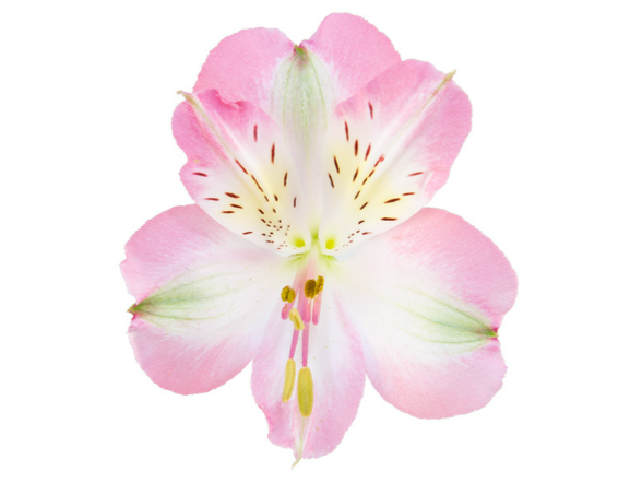 <h4>ALSTROEMERIA KUROSAWA 080 CM</h4>