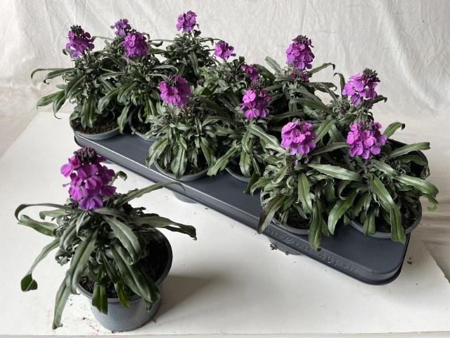 <h4>ERYS CHEIRI</h4>