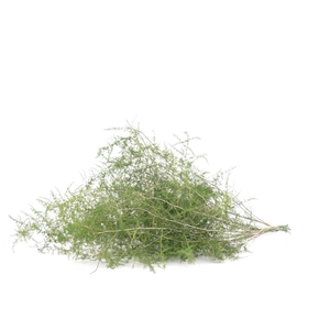 Asparagus Wild Selvatico