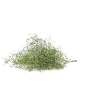 Asp. Acutifolius ( Wilde )