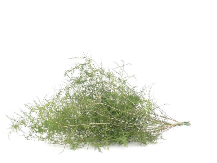 <h4>Asp. Acutifolius ( Wilde )</h4>