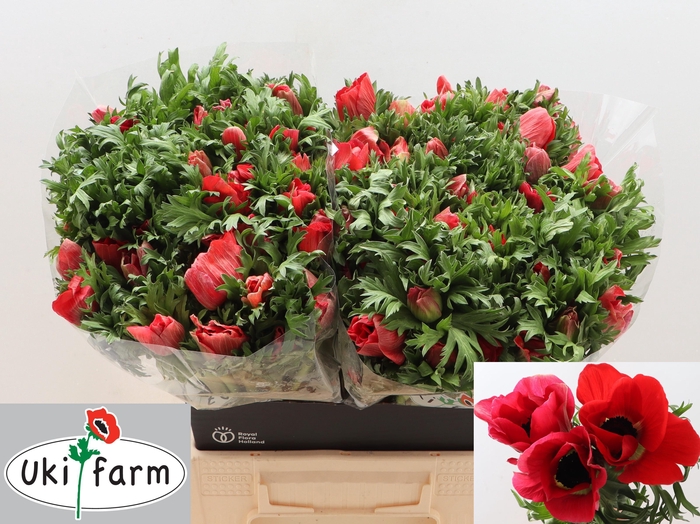 <h4>ANEM CO GALIL ROOD</h4>