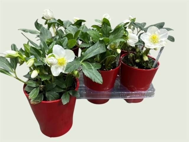 <h4>Helleborus niger Christmas Carol</h4>