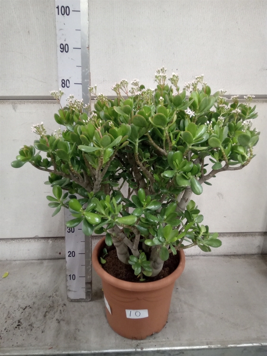 <h4>Crassula ovata</h4>