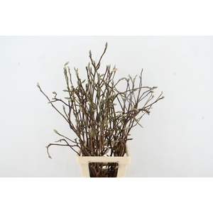 Magnolia Soulangeana 080cm