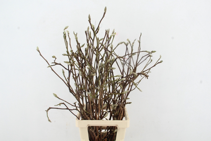 <h4>MAGNOLIA SOULANGEANA 080CM</h4>