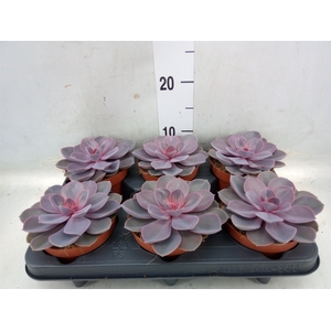 Echeveria  'Purple Pearl'