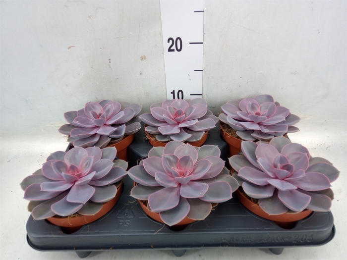 <h4>Echeveria  'Purple Pearl'</h4>