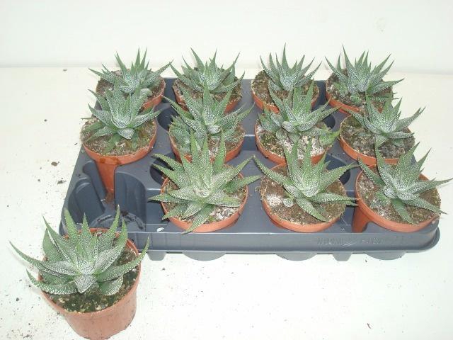 <h4>HAWO F CONCOLOR</h4>