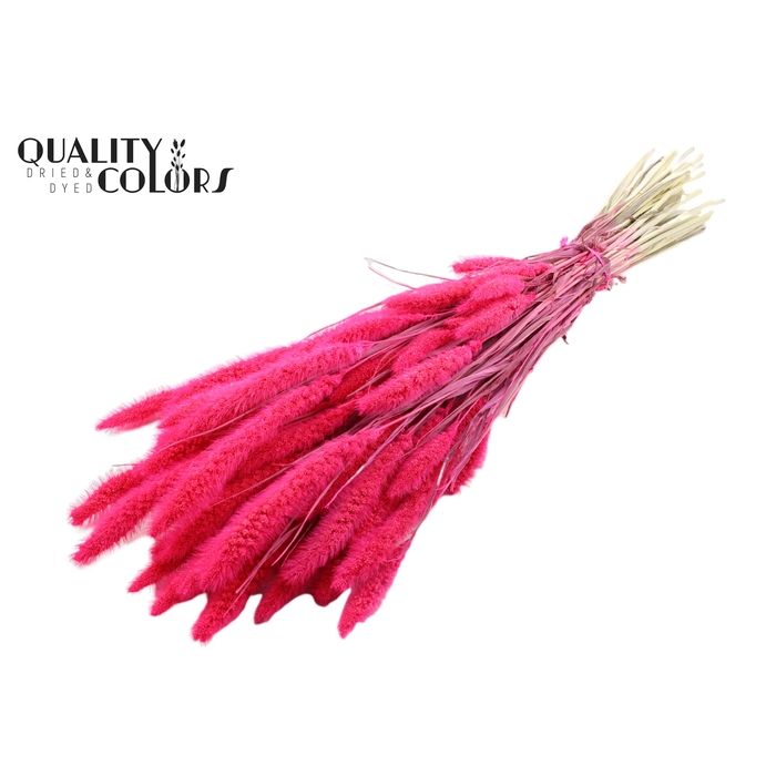 <h4>Setaria per bunch Bleached Cerise</h4>