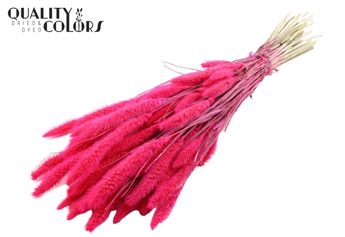 <h4>Setaria per bunch Intense Cerise</h4>