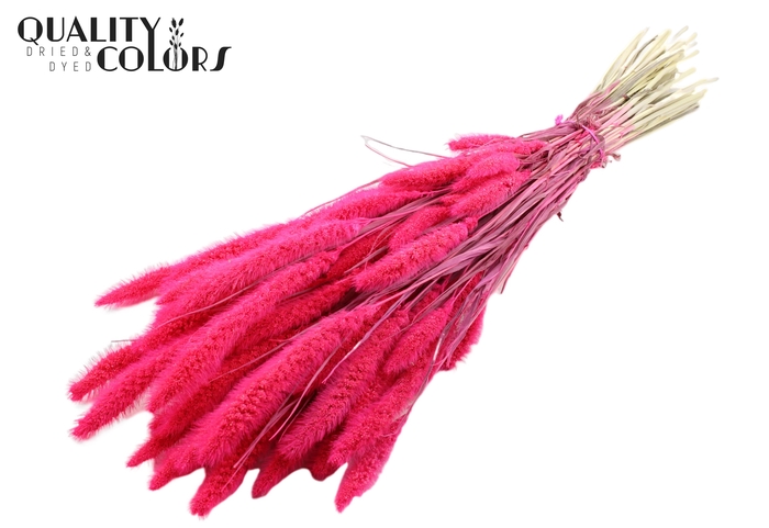 Setaria per bunch Bleached Cerise