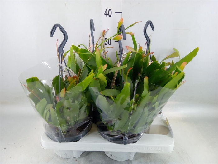 <h4>Rhipsalis   ...</h4>