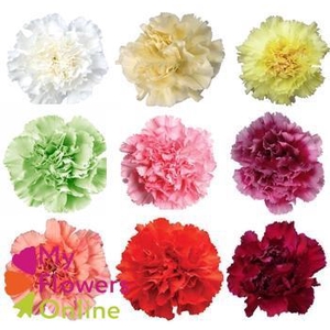 Di St Carnation Mix No Red 70cm CO
