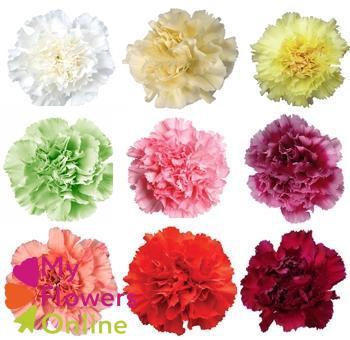 <h4>Di St Carnation Mix No Red 70cm CO</h4>