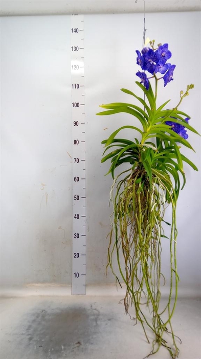 <h4>Vanda hybrids</h4>