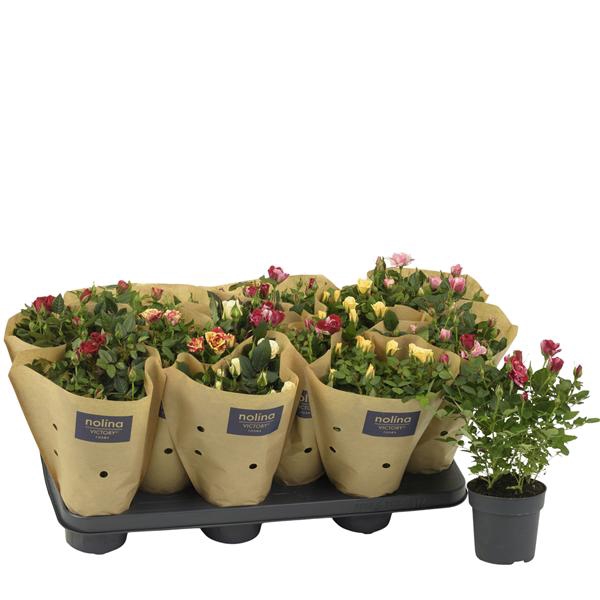 <h4>Rosa Victory Mix Paper Sleeve</h4>