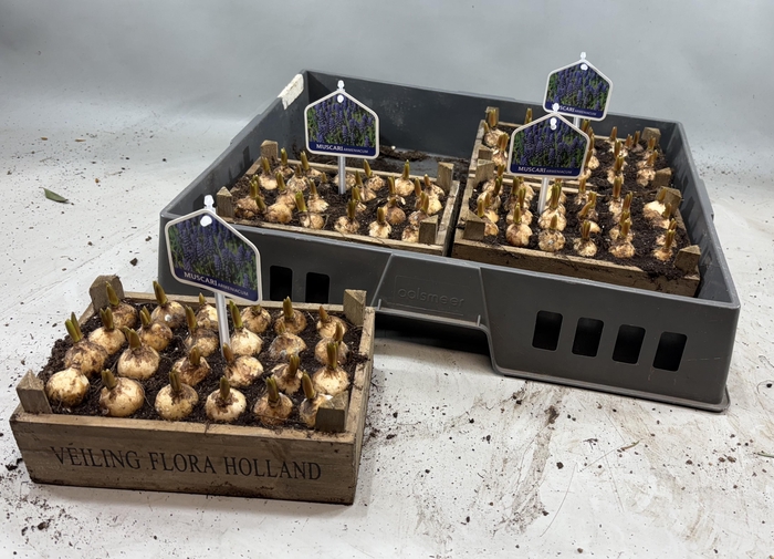 <h4>ARR MUSCARI</h4>