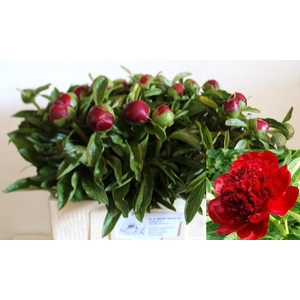 PAEO RED CHARM