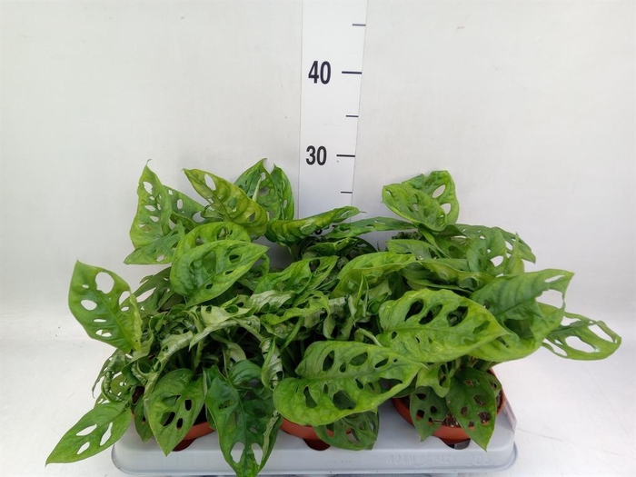 <h4>Monstera adansonii 'Aurea'</h4>