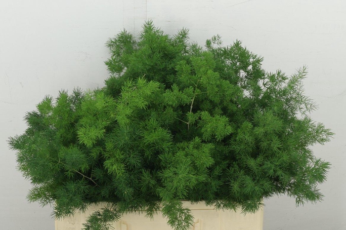 <h4>Asp Umbellatus</h4>