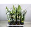 Spathiphyllum  'Sweet Chico'
