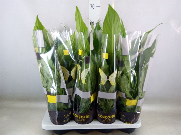 Spathiphyllum  'Sweet Chico'