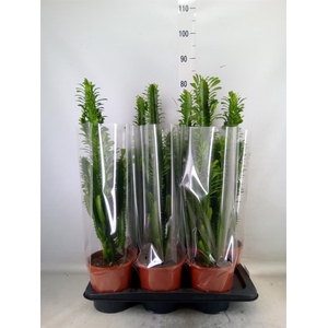 Euphorbia trigona