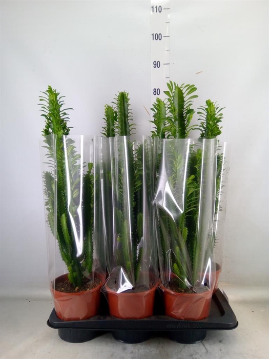 <h4>Euphorbia trigona</h4>