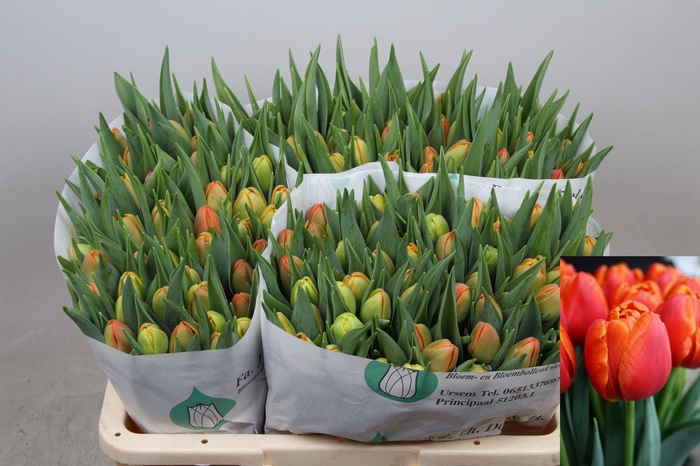 <h4>Tu Du Icoon</h4>