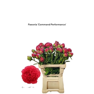 Paeonia Command Performance 996