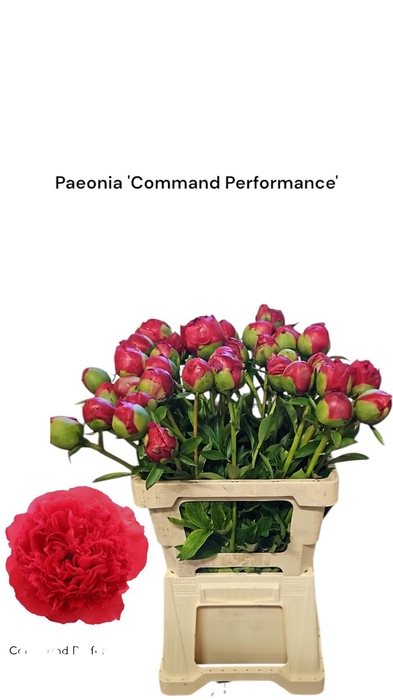 <h4>Paeonia Command Performance 996</h4>