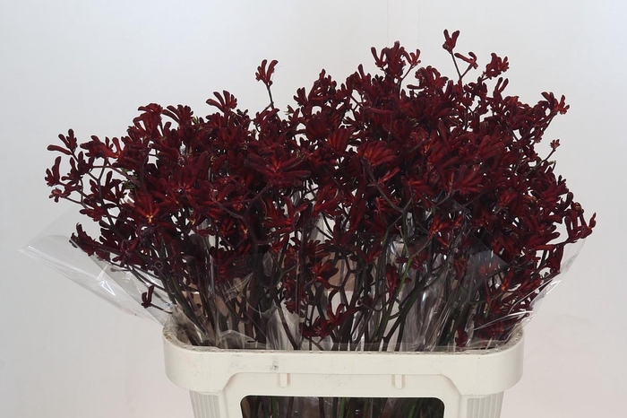 <h4>Anigozanthos Bush Ruby</h4>