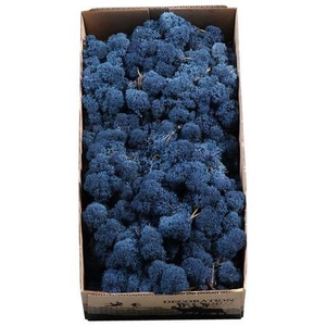 Ijslandmos (reindeer) Blauw