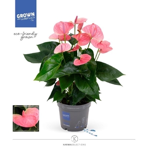 Anthurium Andreanum rose Karma Pink