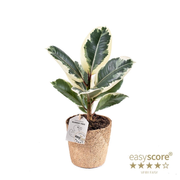 <h4>FICUS ELASTICA P11 TINEKE COCOZ</h4>