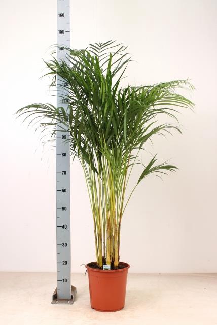 <h4>DYPSIS LUTESCENS</h4>